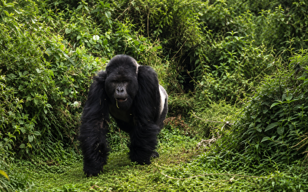 Rwanda – In the Midst of Giants