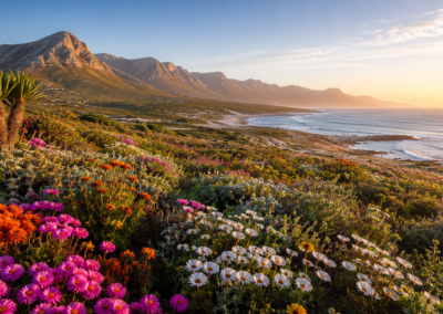 West Coast Wildflowers & Cape Gardens