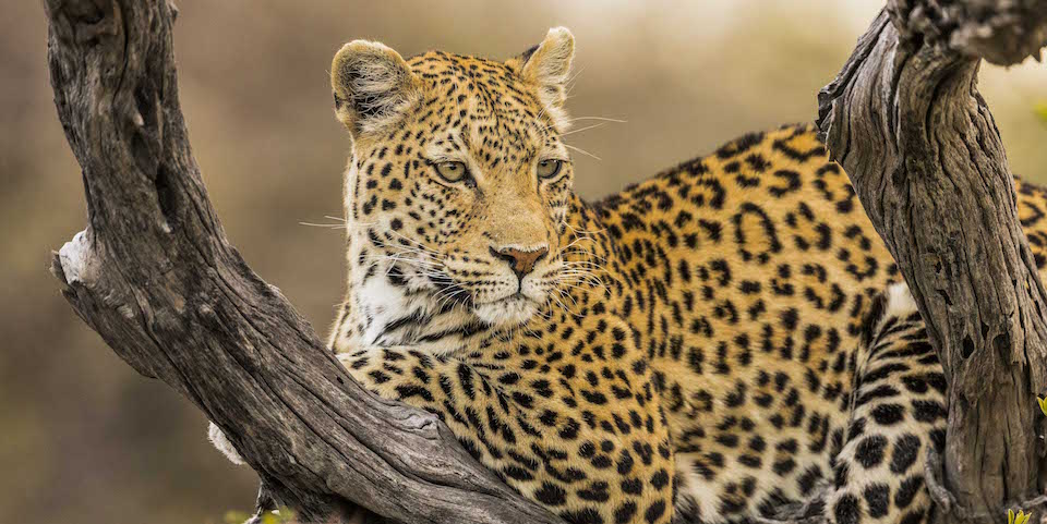 Ulusaba Safari Lodge in the Sabi Sands