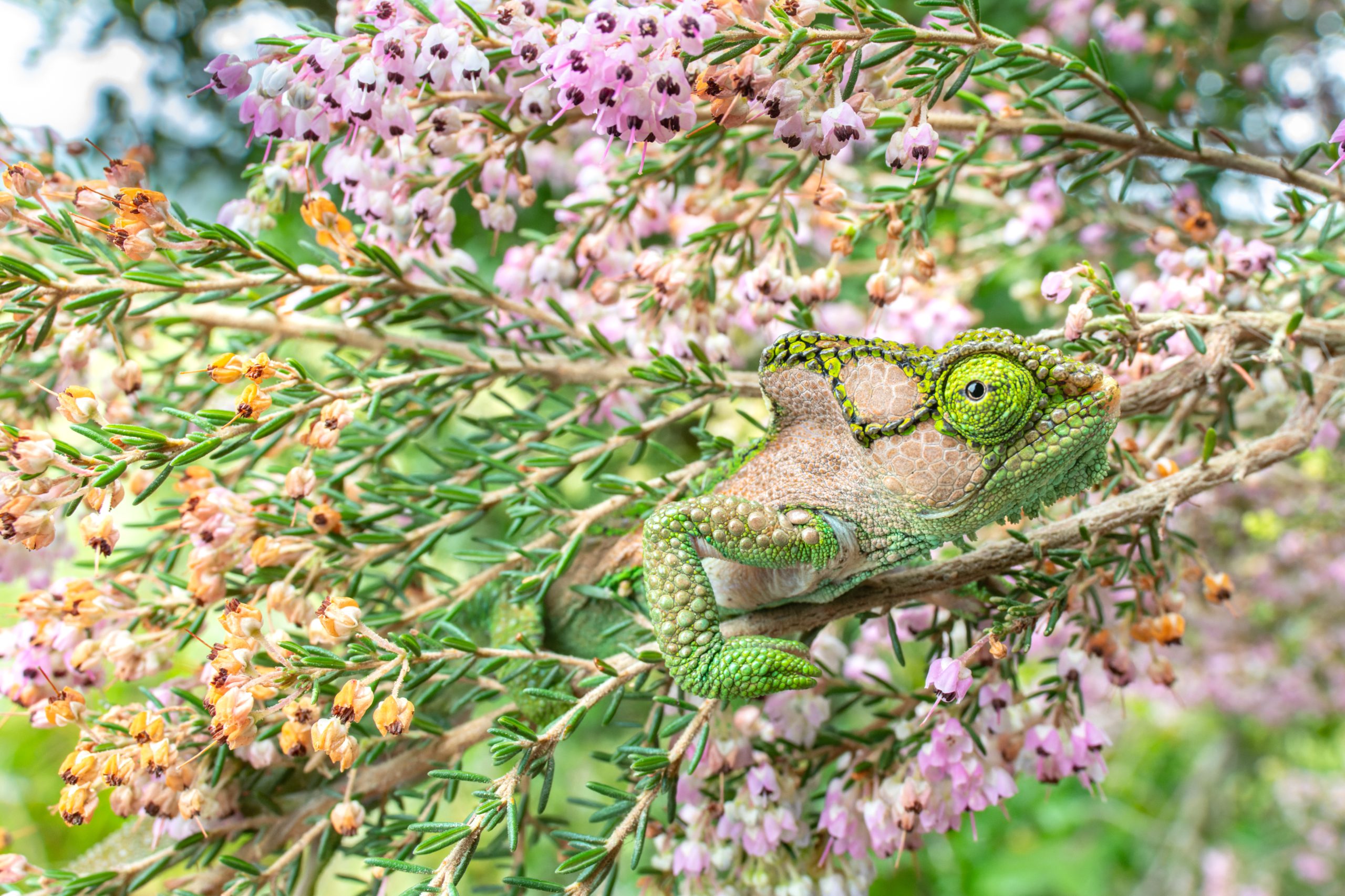 Chameleon-Brendon-White-scaled