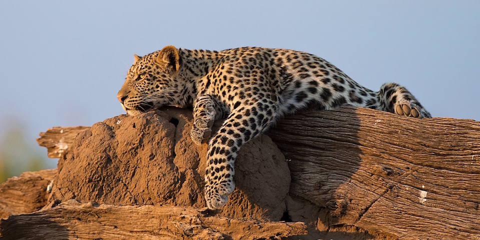 Londolozi Tree Camp in the Sabi Sands
